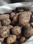 Продам картофель жёлтый.Сорт Гала .