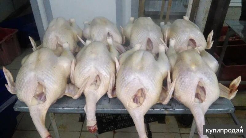 Продам мясо домашних индюков гусей уток индауток бройлер
