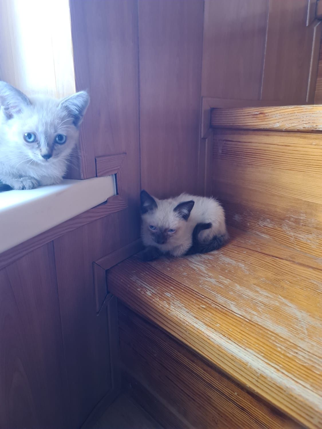 Замечательные котята