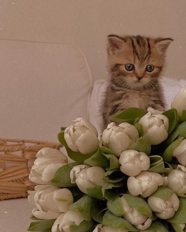 Продам британских котят