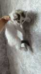 Отдадим котяток  в семью SOS