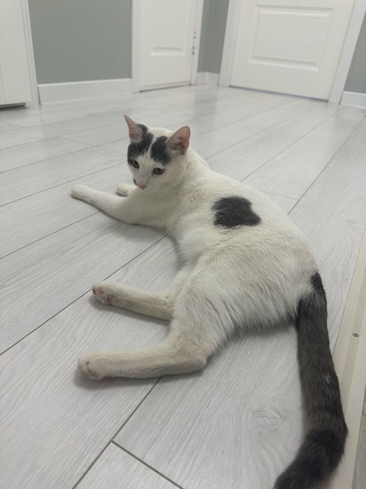 Кот 1,5 года в добрые руки