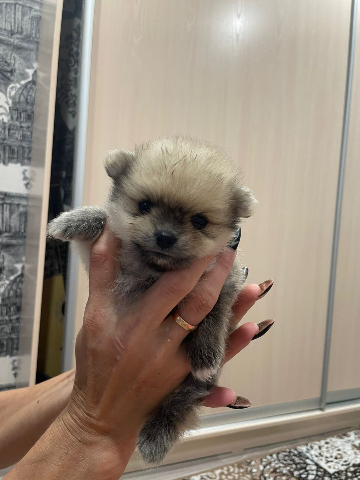 Продам маленьких шпицов