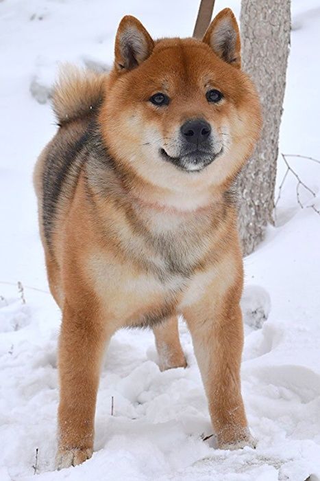 кобели японской сибы