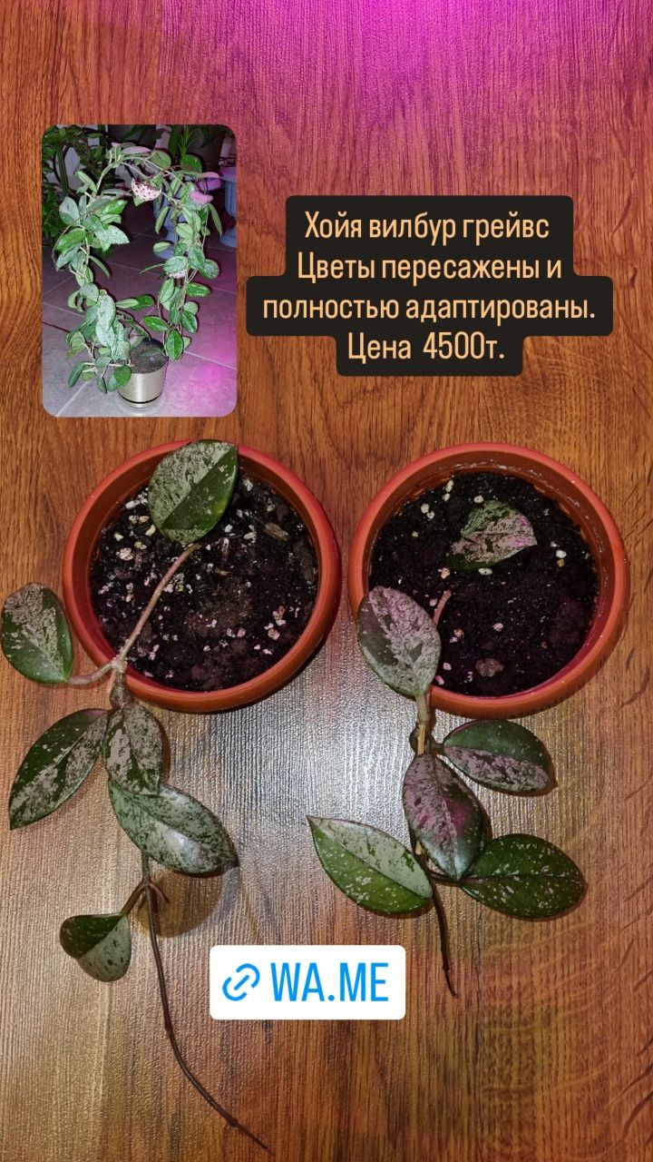 Цветы  для дома и офиса