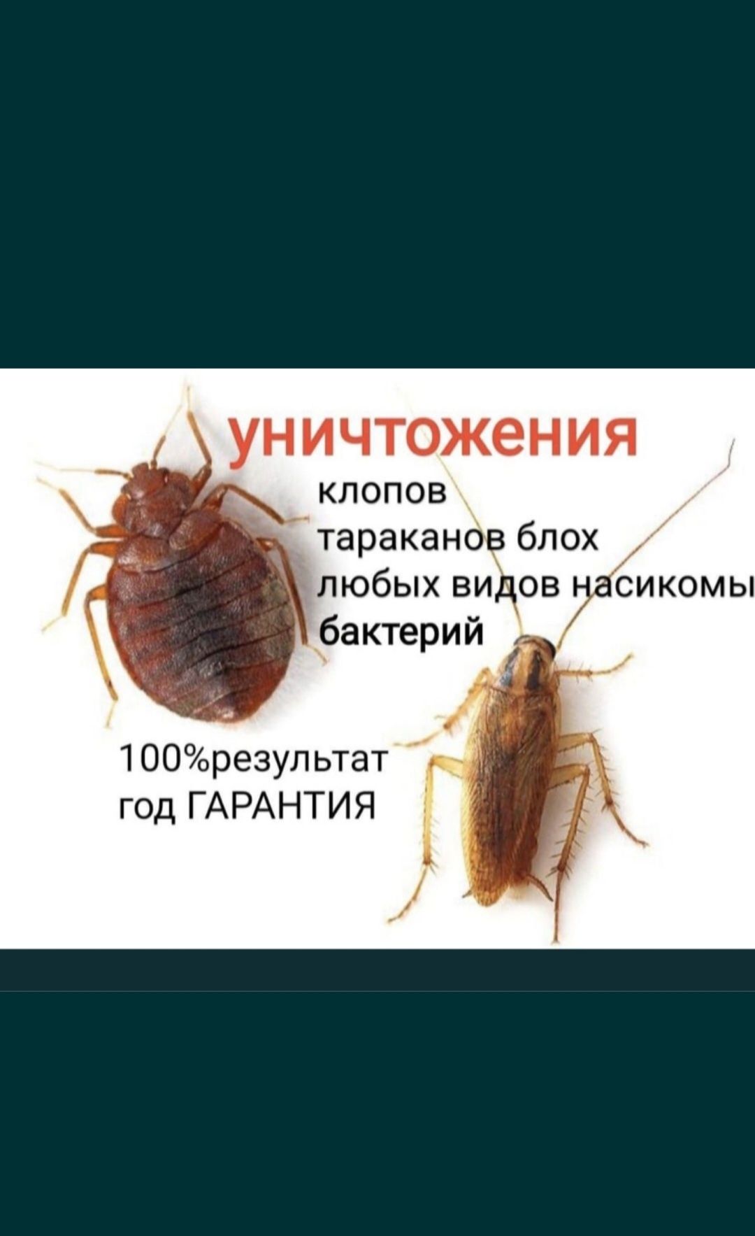 Дезинфекция! Уничтожение Клопов Тараканов Термитов! Гарантие 1 год