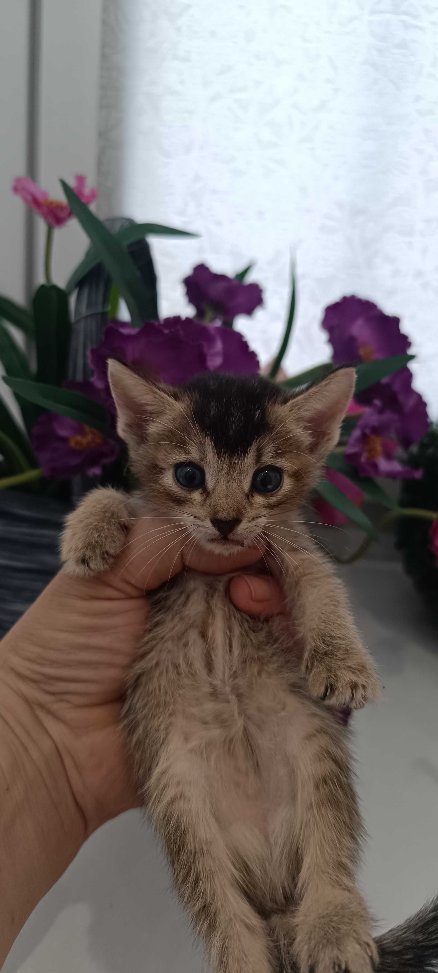 Чаузи котята, метисы.