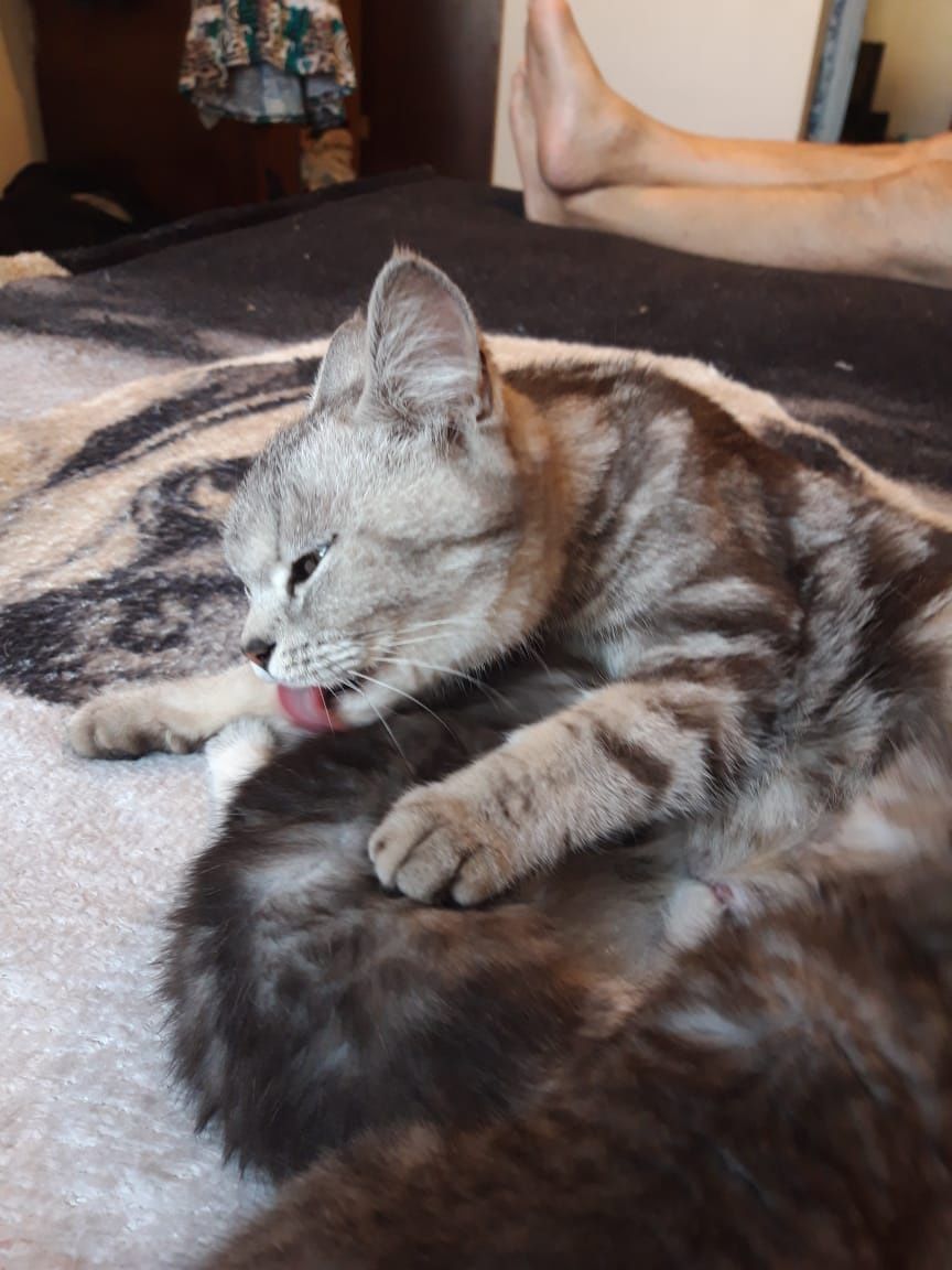 Котята на продажу,скотиш страйт