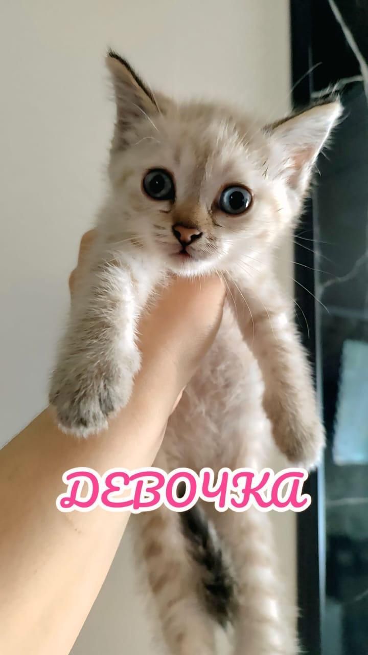 Отдам в добрые руки