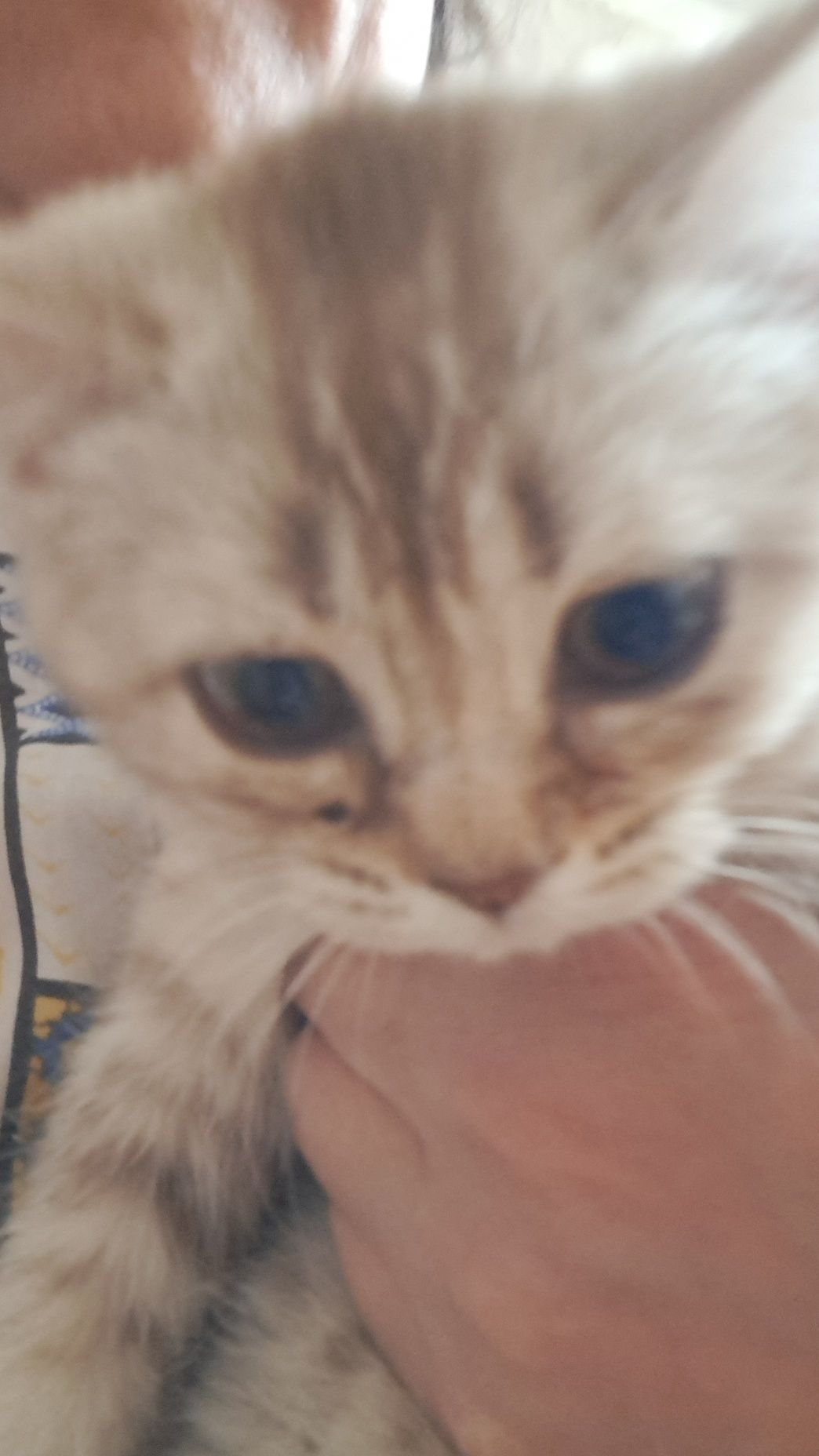 Котенок пародистый