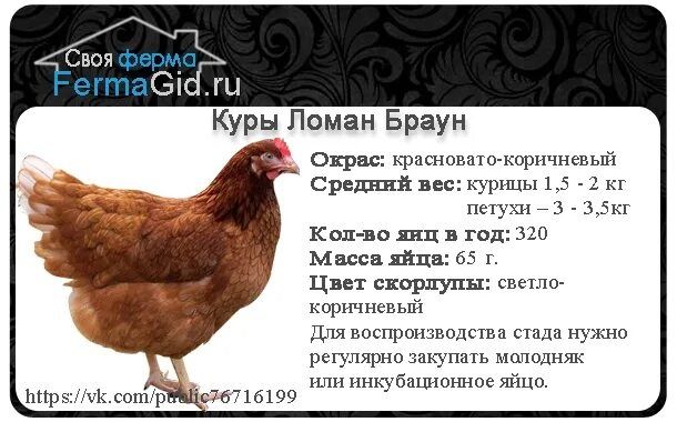 Суточные цыплята несушка вывод на заказ в любом количестве
