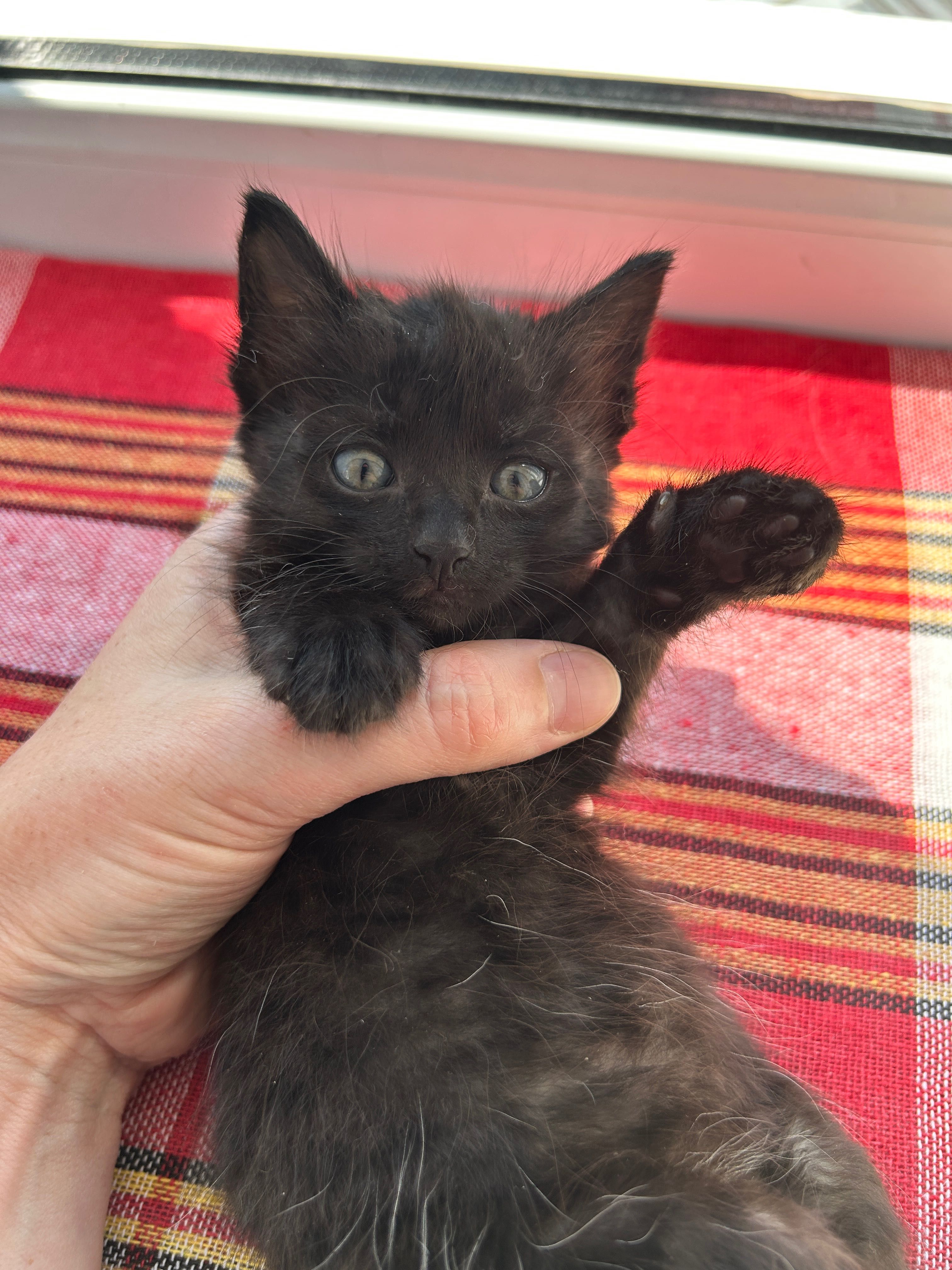 Котята мальчик котенок 2 месяца в добрые руки БЕСПЛАТНО