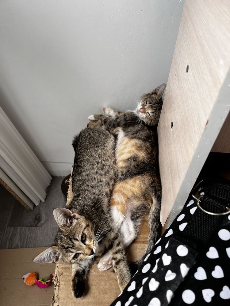 Котенок в добрые руки