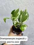 Комнатные    цветы