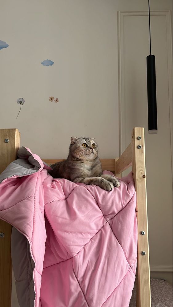 Отдам кошку в добрые руки