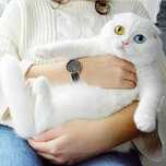 Вязка кот шотландский вислоухий белоснежный
