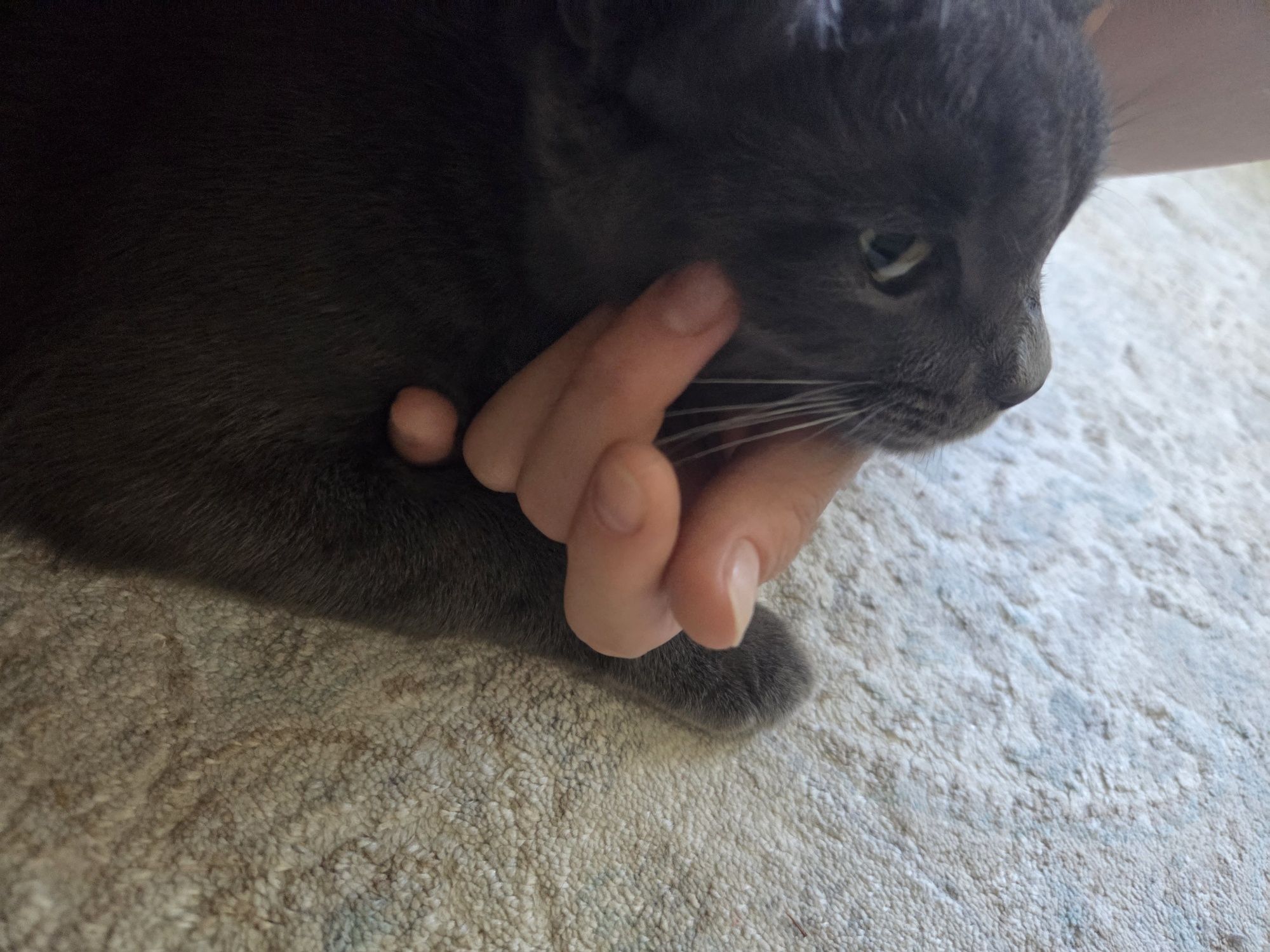 Кошка годовалая Муся
