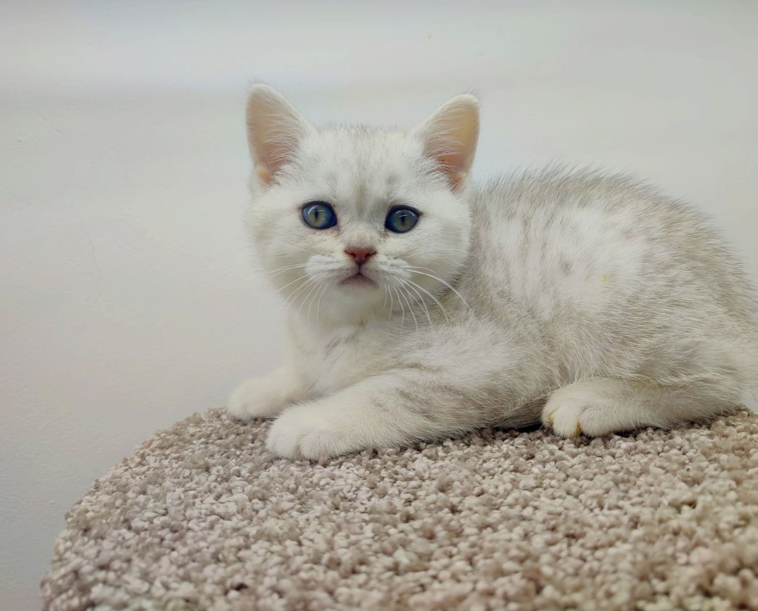 Британские котята