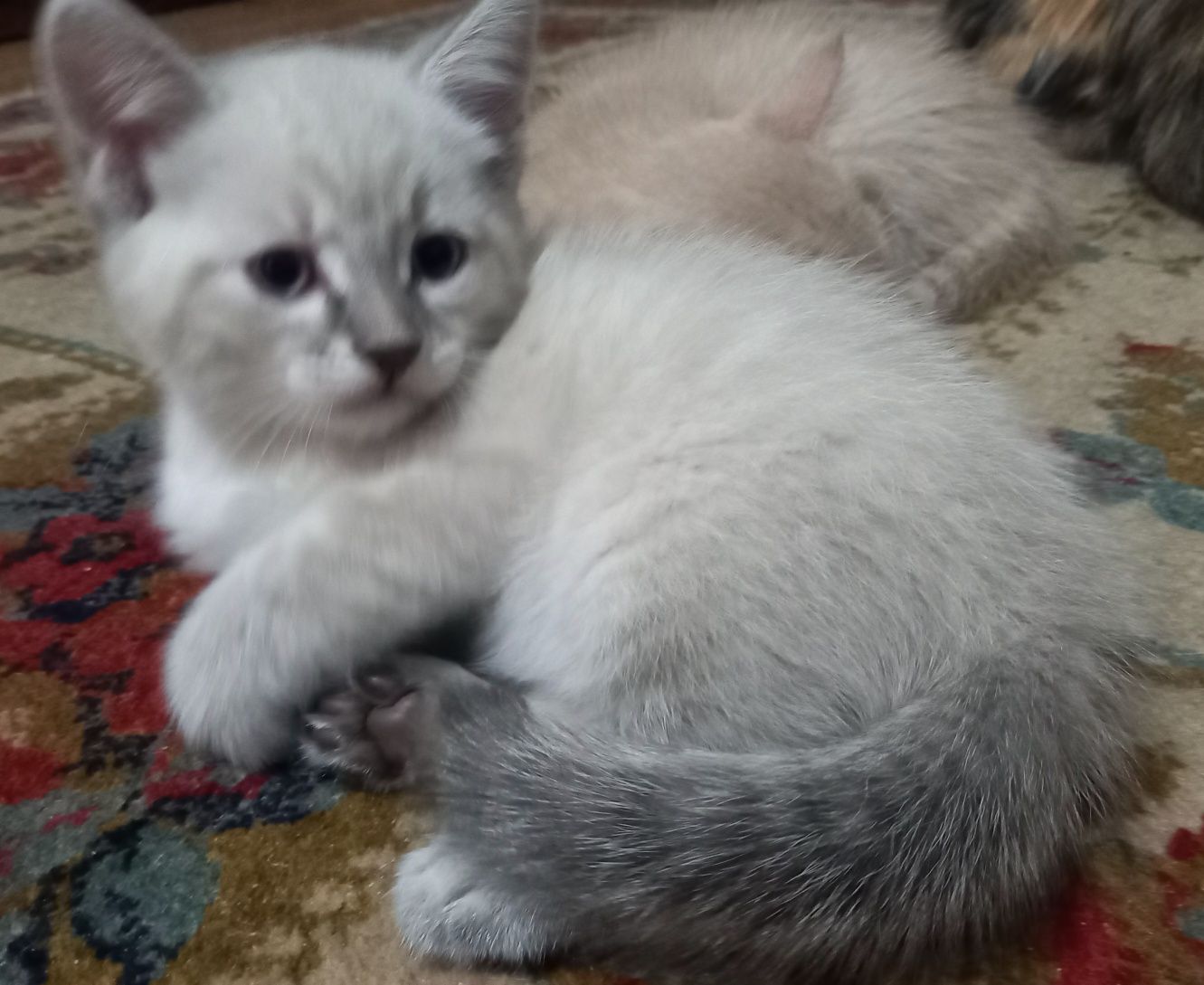 Отдам котят в добрые руки