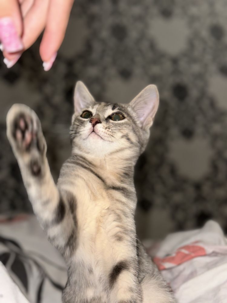 Бесплатно отдам котенка
