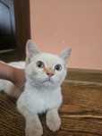 Котенок ищет новый дом!