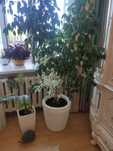 Продам фикус бенжамина