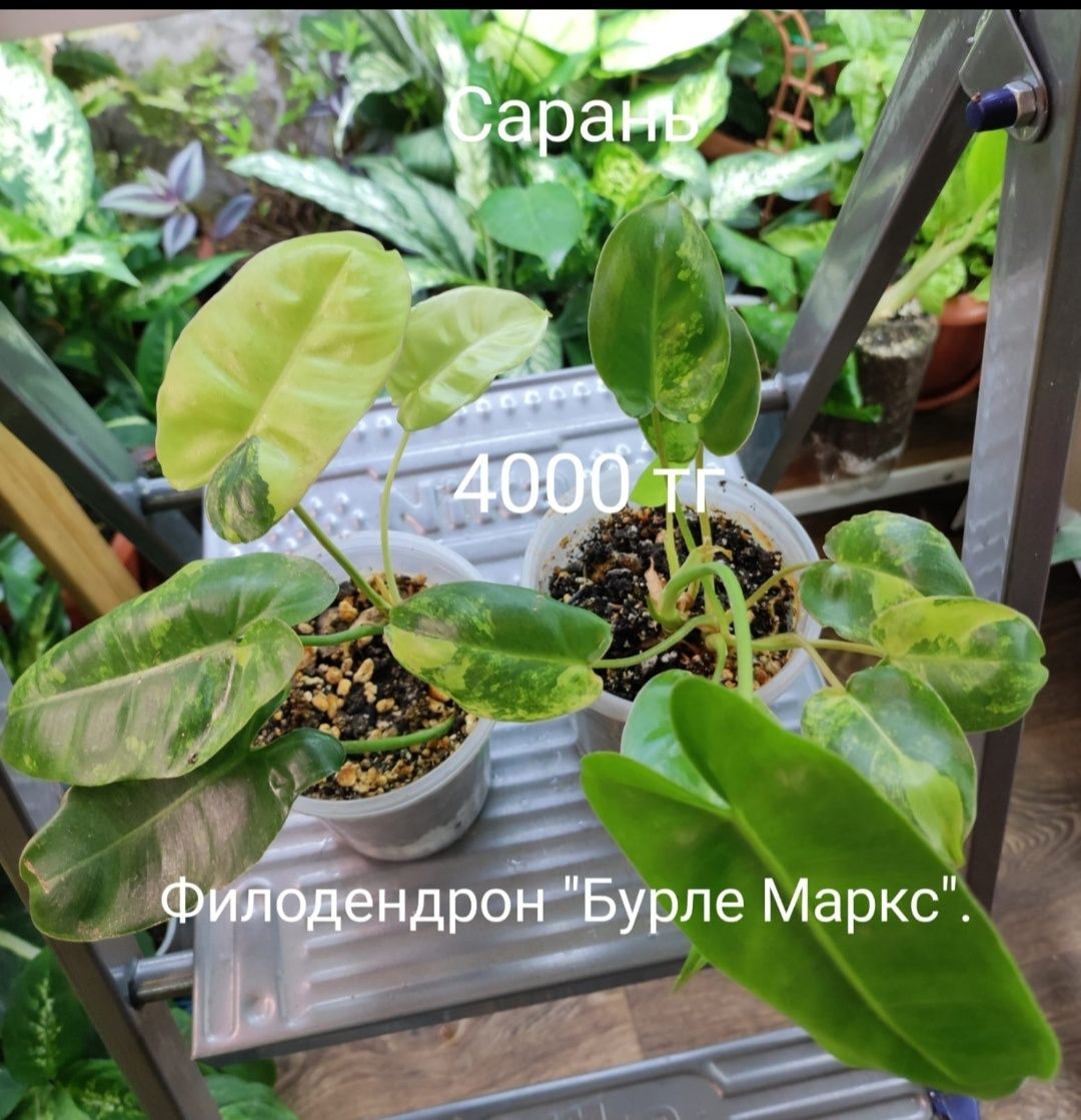 Филодендрон филодендрон