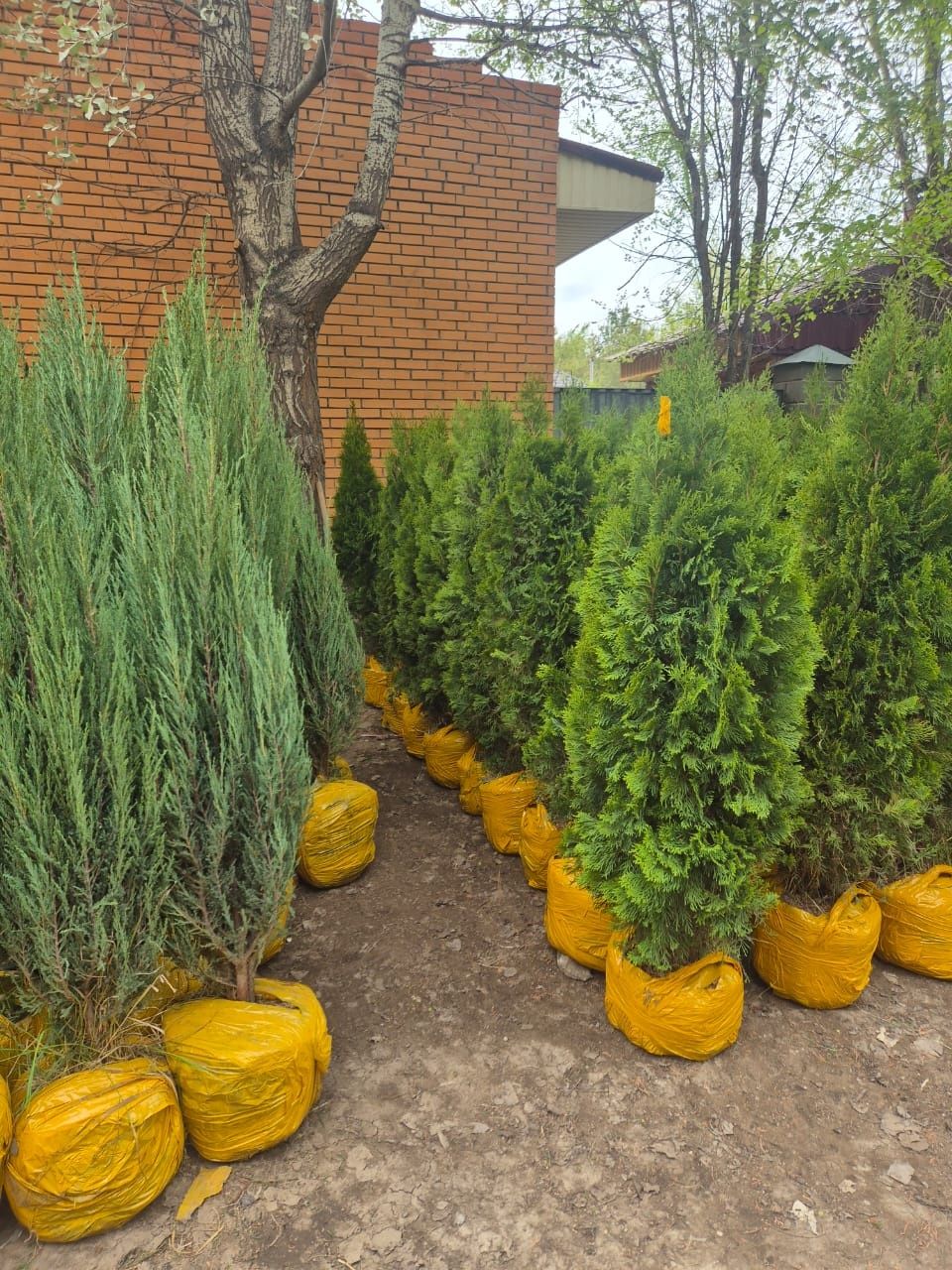 Продам хвойные и плодовые саженцы, кустарники, цветы