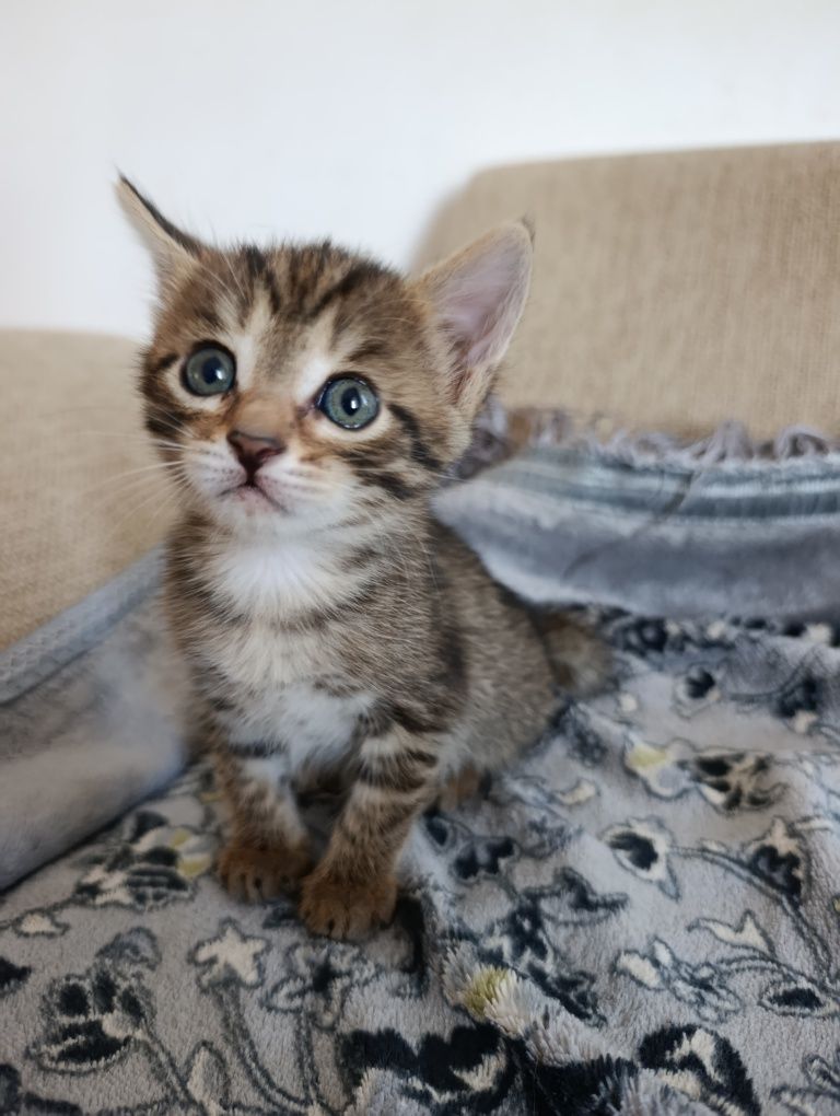 Котенок в добрые руки