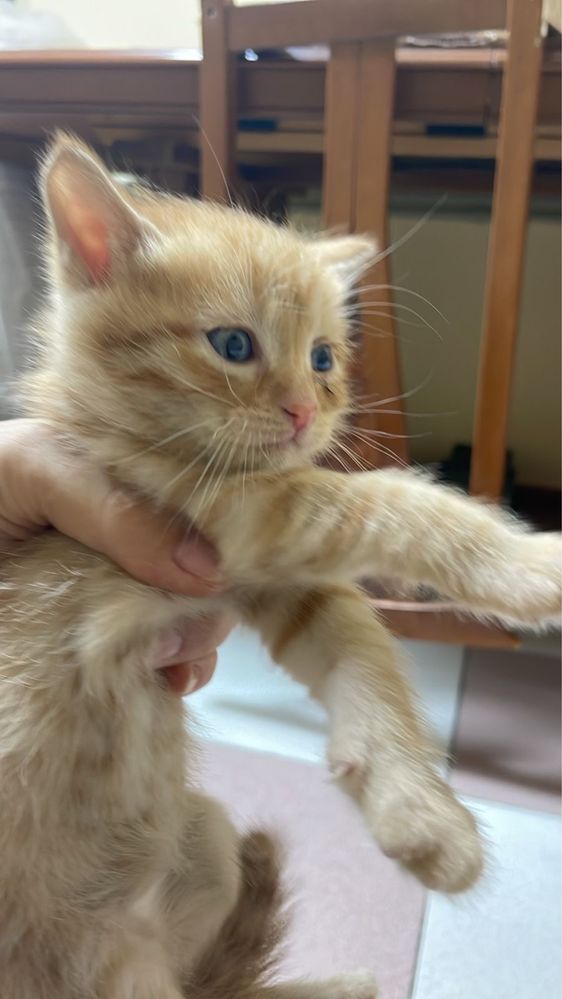 Отдадим котят в добрые руки
