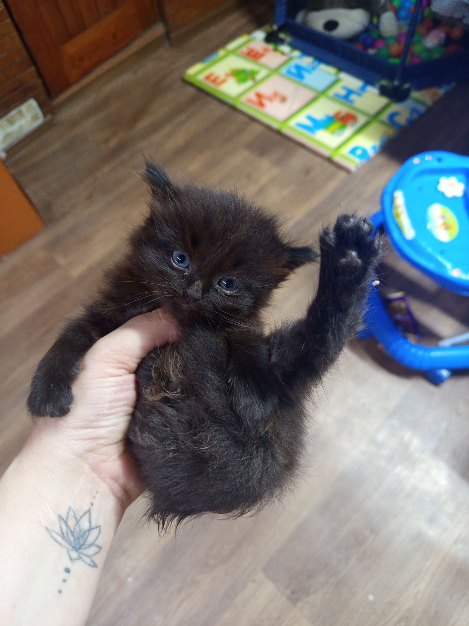 Отдам даром котят