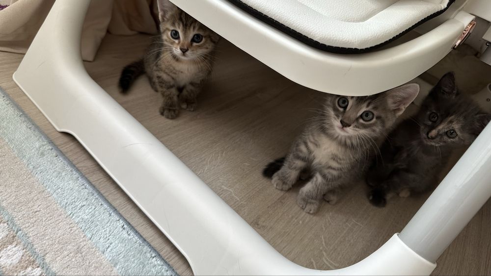 Котенки бесплатно