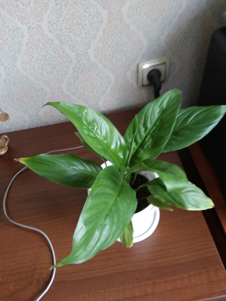 Комнатные цветы в том числе алое, герань, фикус, каланхойе, женское сч