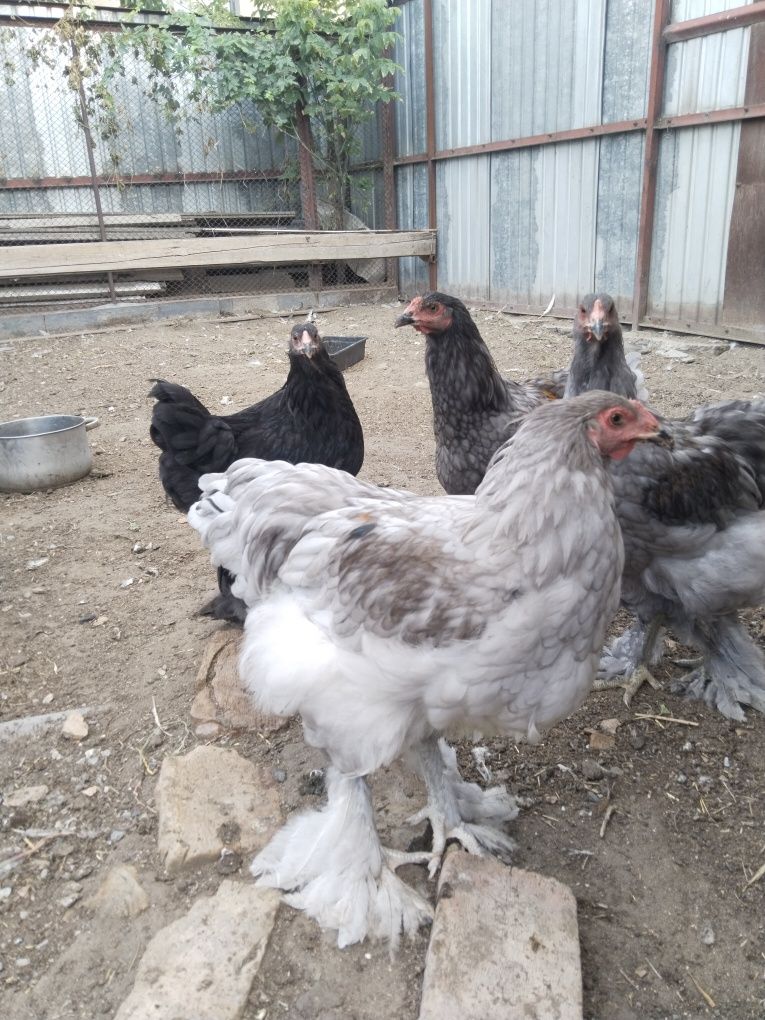 Куры продам петухи,брамы и бестгальские