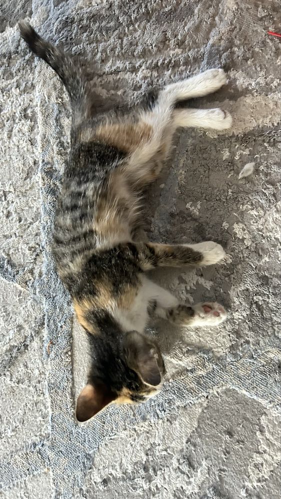 Котята, в добрые руки