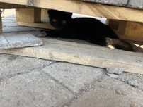 Котенок мальчик.