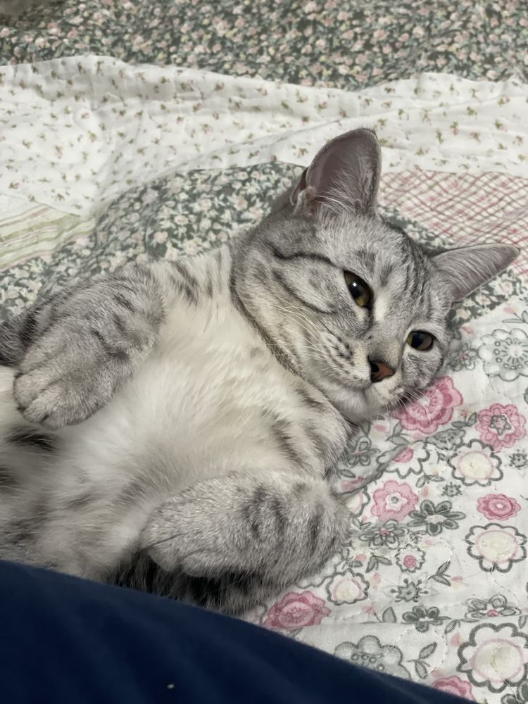Кошечка окрас вискас