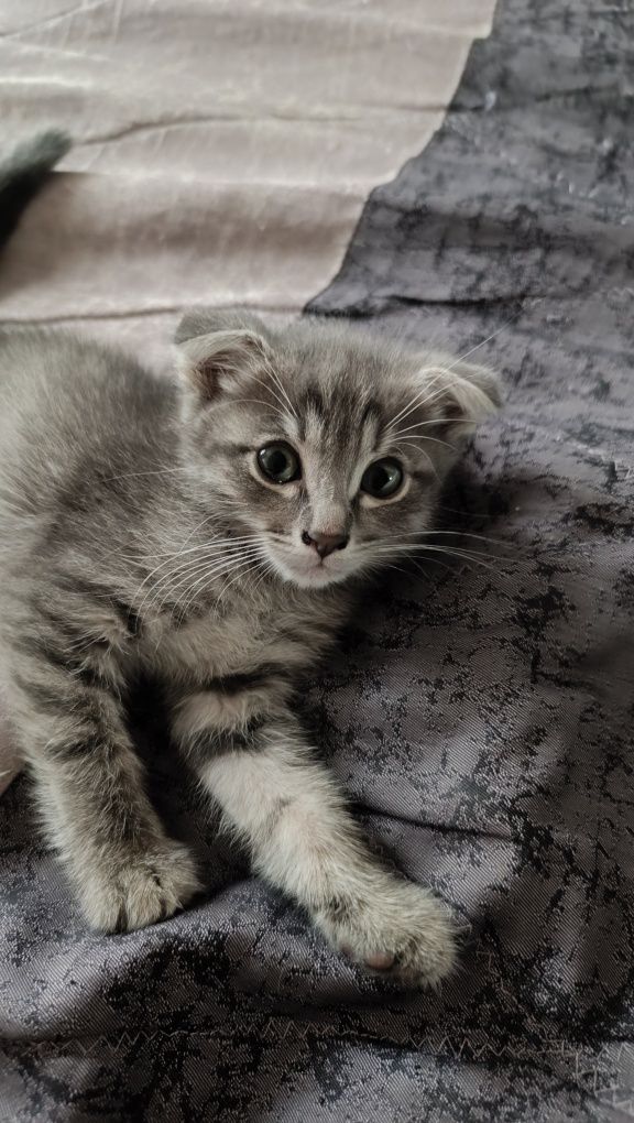 Котята ищут семью