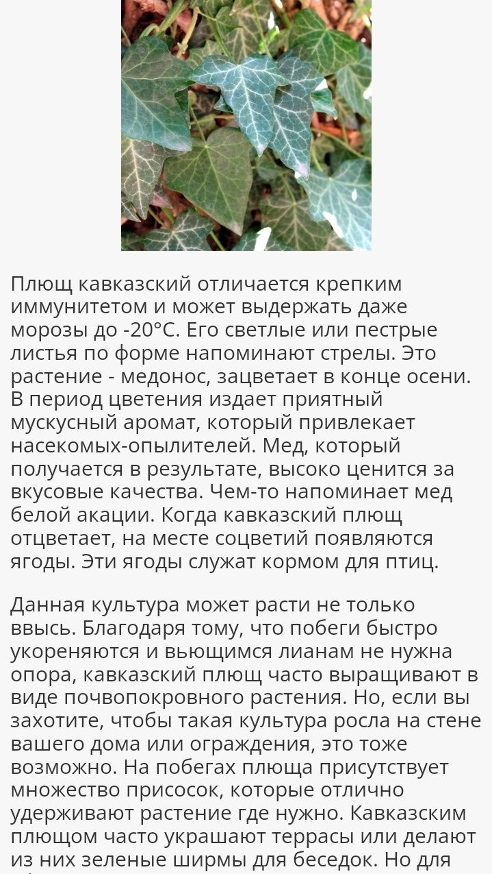 Плющ уличный вечнозелёный.Зимой не опадает.