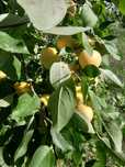 Limonka Ural’skaya