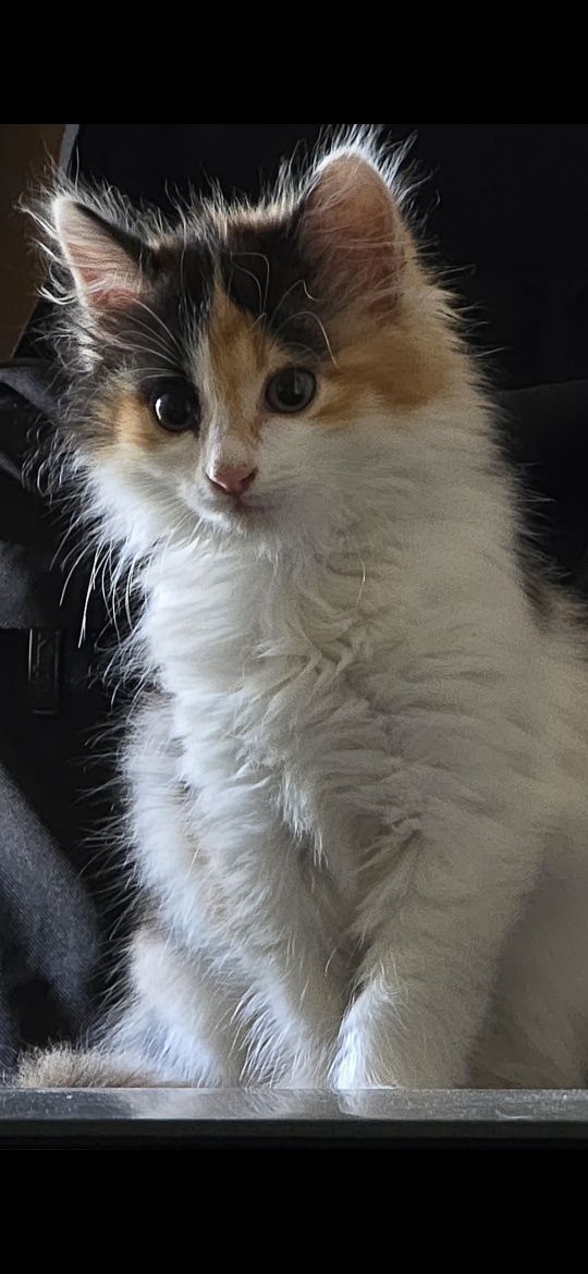 отдам бесплатно котенка