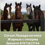 Лошади на согым конина мясо