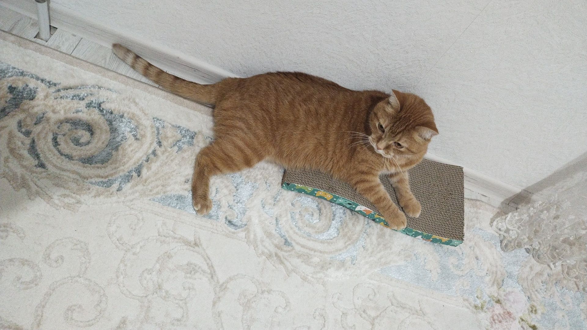 Возьму на временную передержку кошку