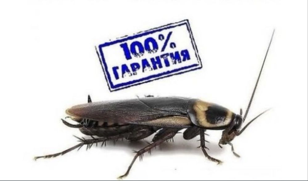 Дезинфекция уничтожение от тараканов клопов крыс