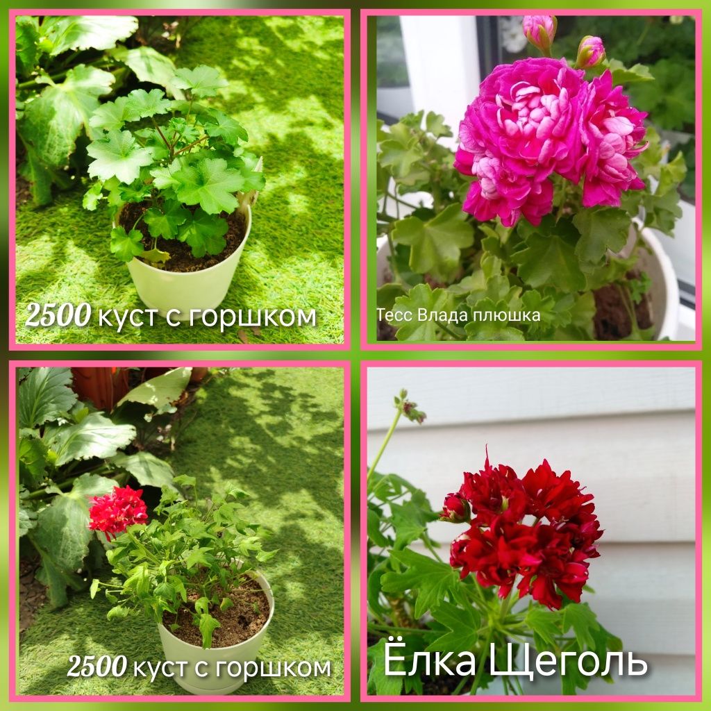Укорененные черенки пеларгоний