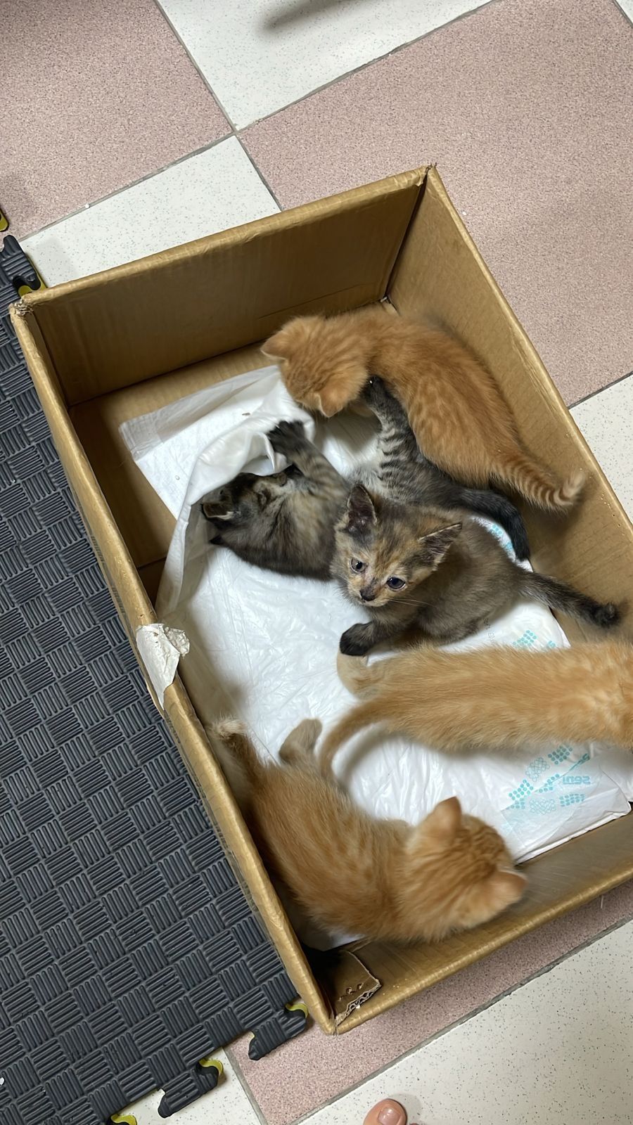 Отдаём котят в добрые ответственные руки