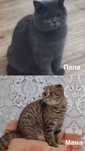 Продам породистых котят