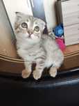 Котенок вислоухий
