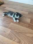 Котята  девочки бесплатно