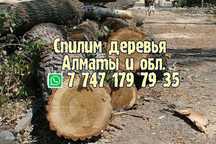 спилим аккуратно и быстро. спил спилить